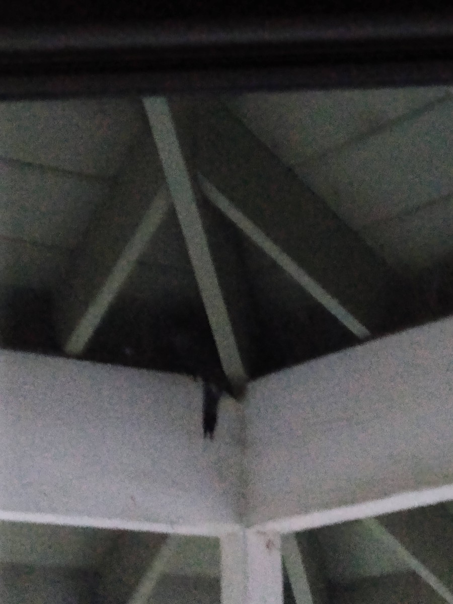 Northern Flicker - ML645728531