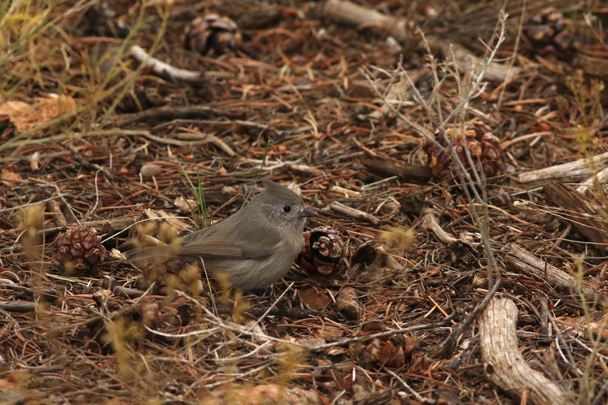 Juniper Titmouse - ML645728540