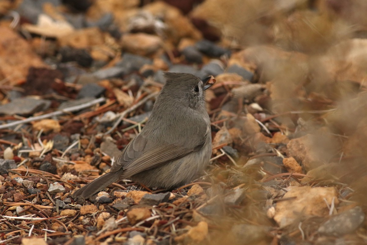 Juniper Titmouse - ML645728542