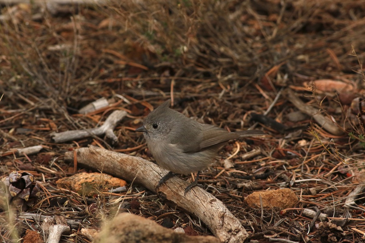 Juniper Titmouse - ML645728543