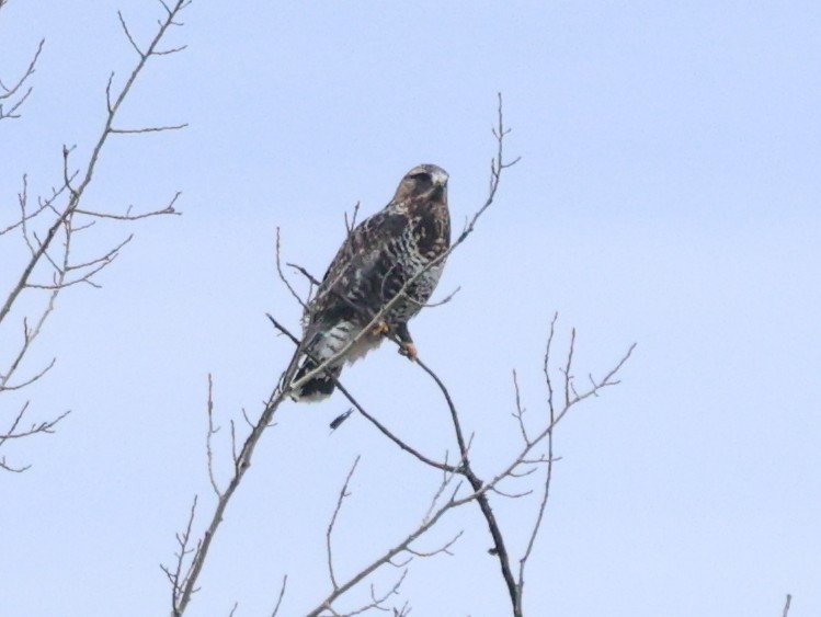 Rough-legged Hawk - ML645728544