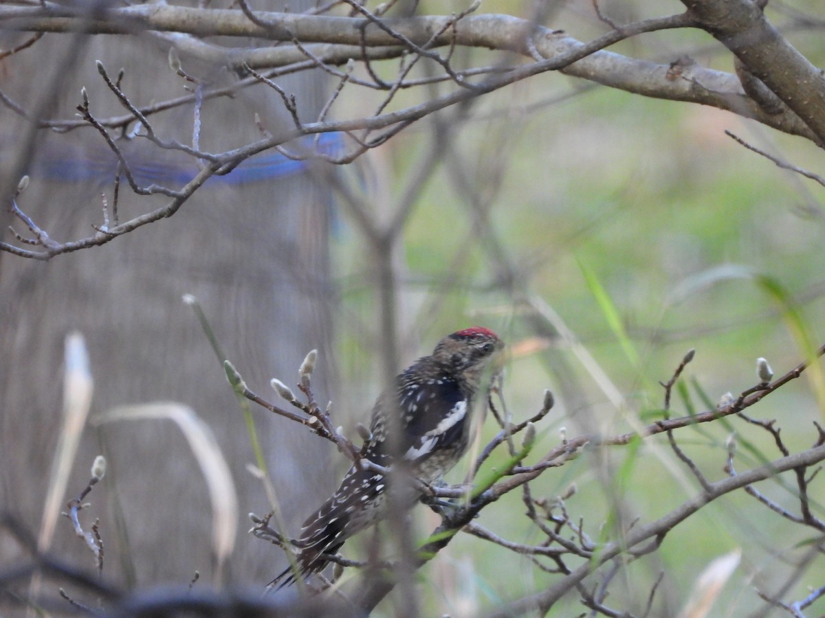 Yellow-bellied Sapsucker - ML645728547