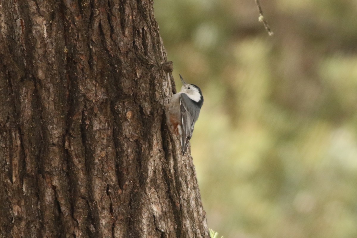 White-breasted Nuthatch (Interior West) - ML645728548