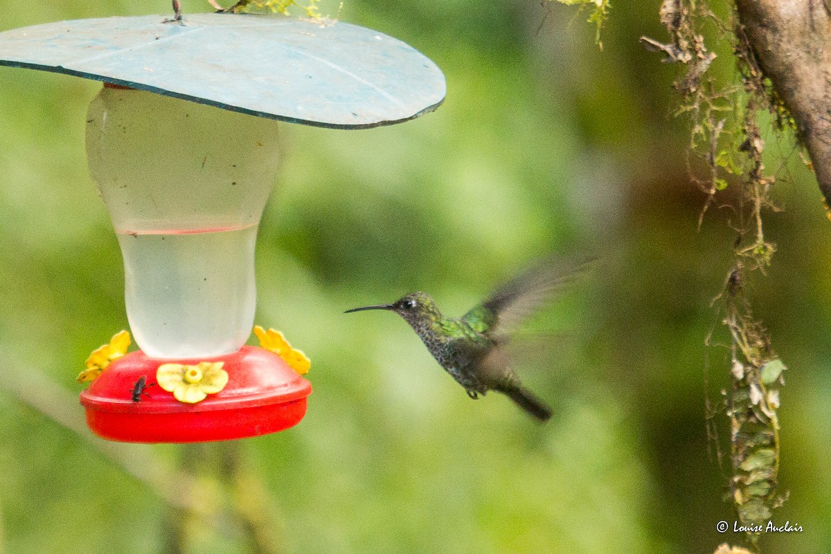 Colibri grivelé - ML645728549