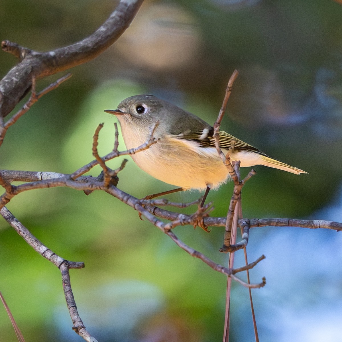 Ruby-crowned Kinglet - ML645728553