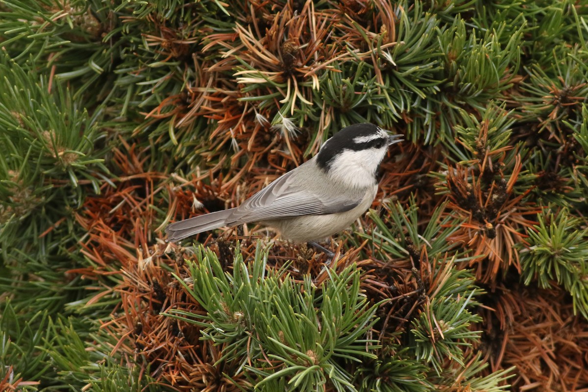 Mountain Chickadee (Rocky Mts.) - ML645728555