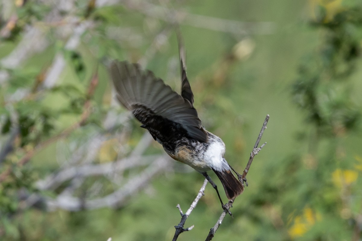 Трав’янка білошия [група maurus] - ML645728566