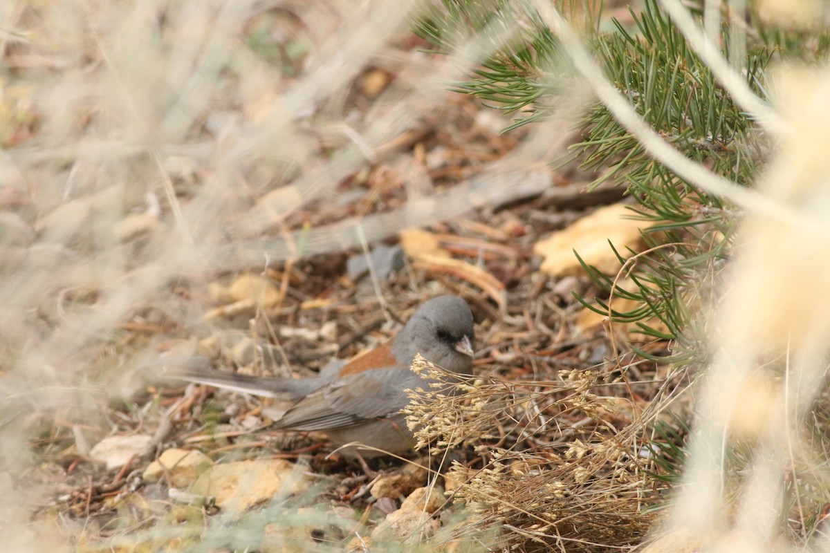 Dark-eyed Junco (Gray-headed) - ML645728567
