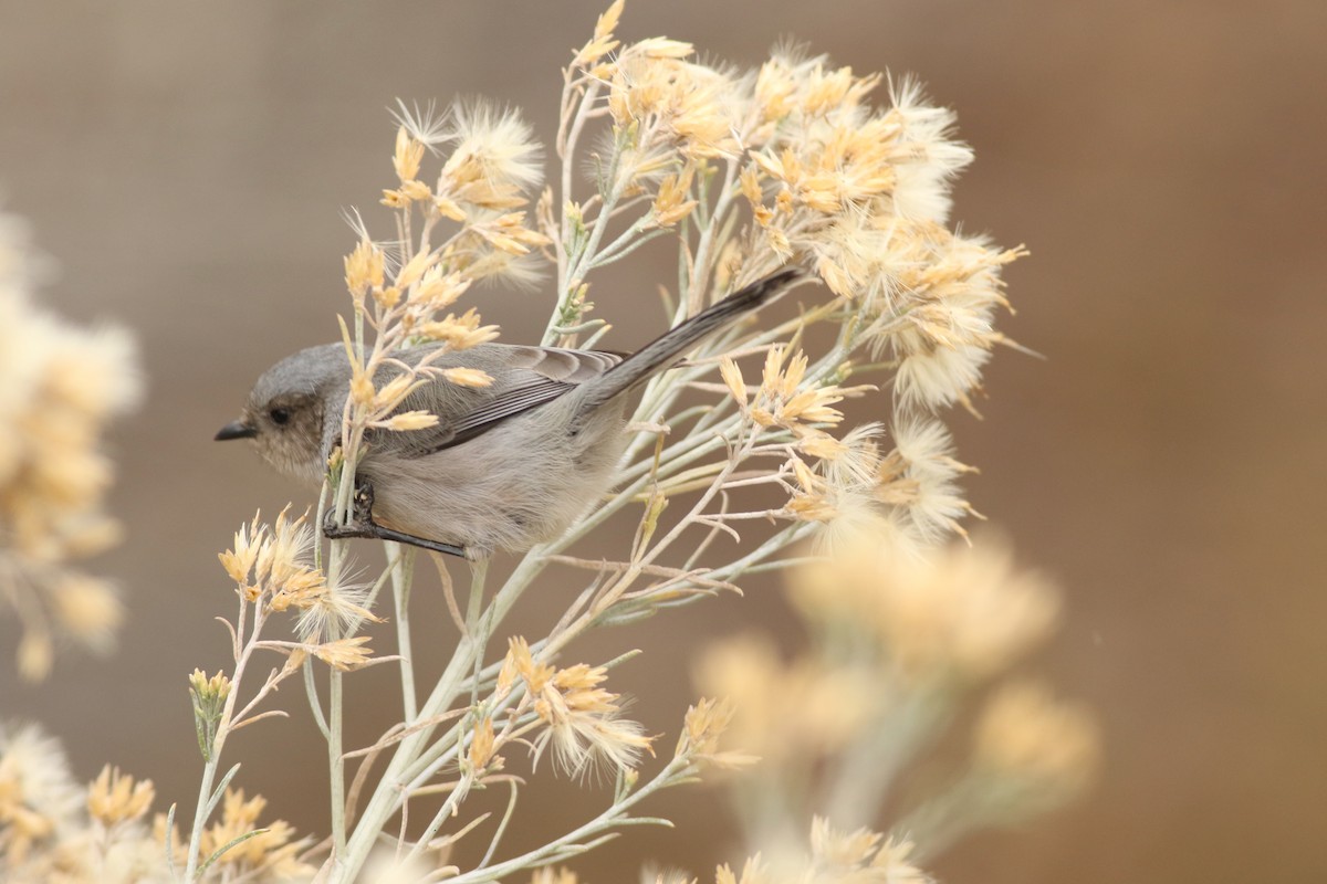 Bushtit (Interior) - ML645728570