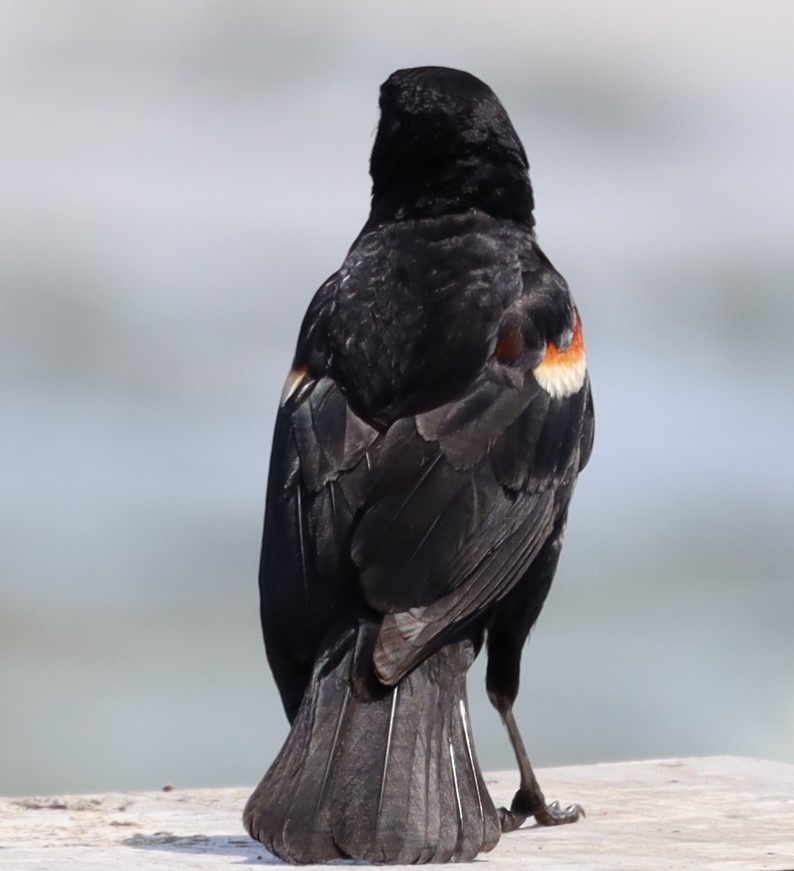 Red-winged Blackbird - ML645728576