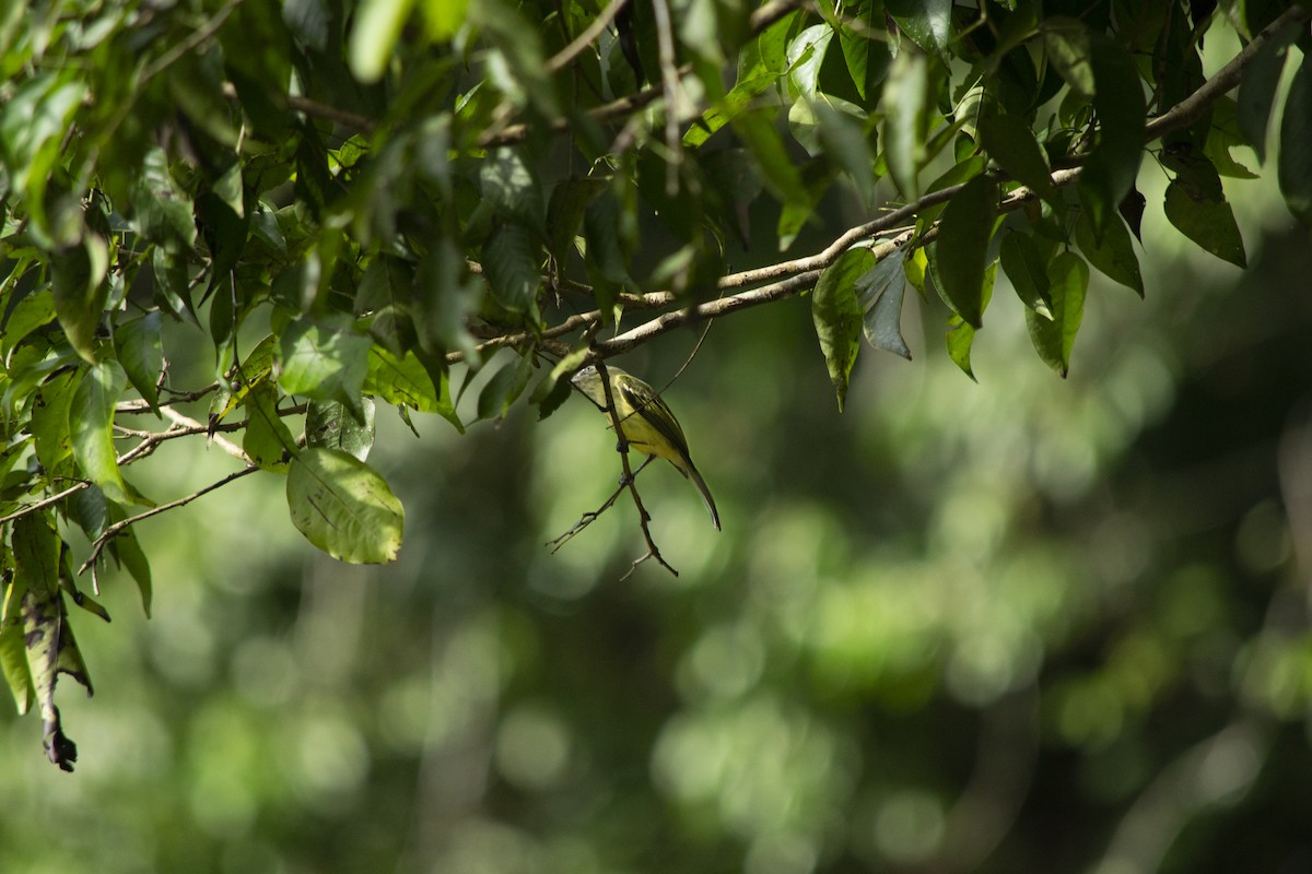 Yellow-olive Flatbill - ML645728578