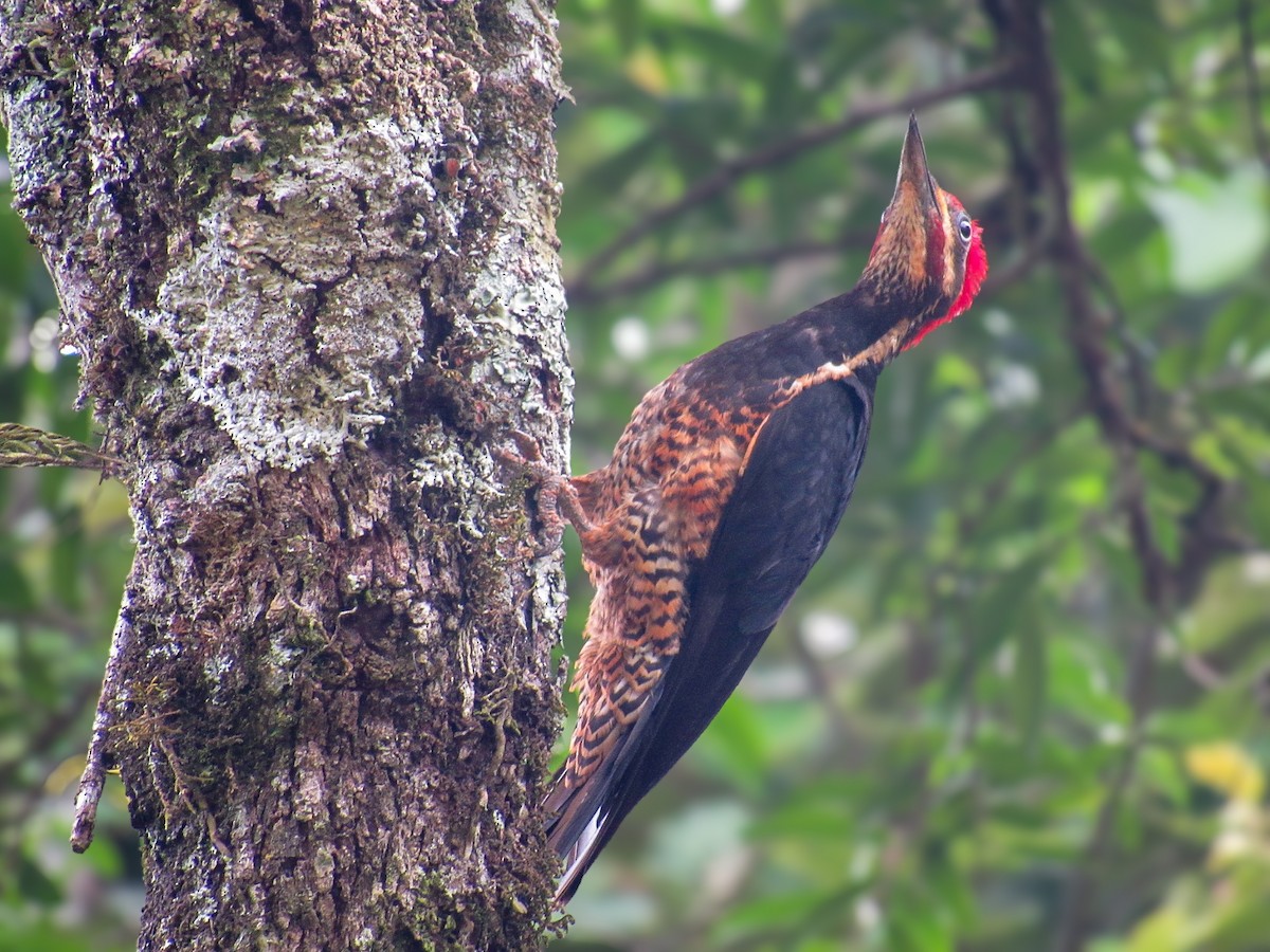 datel proužkovaný - ML645728597