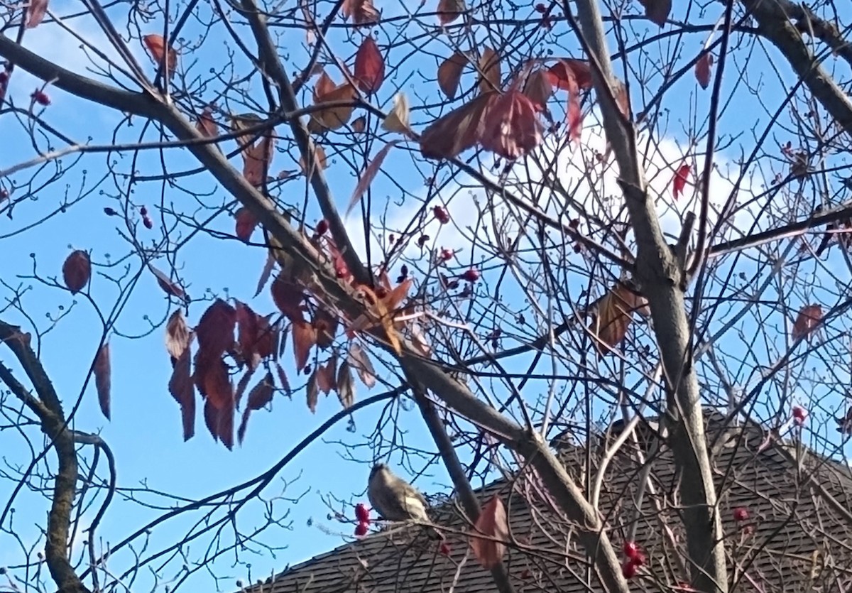 Yellow-rumped Warbler - ML645728599