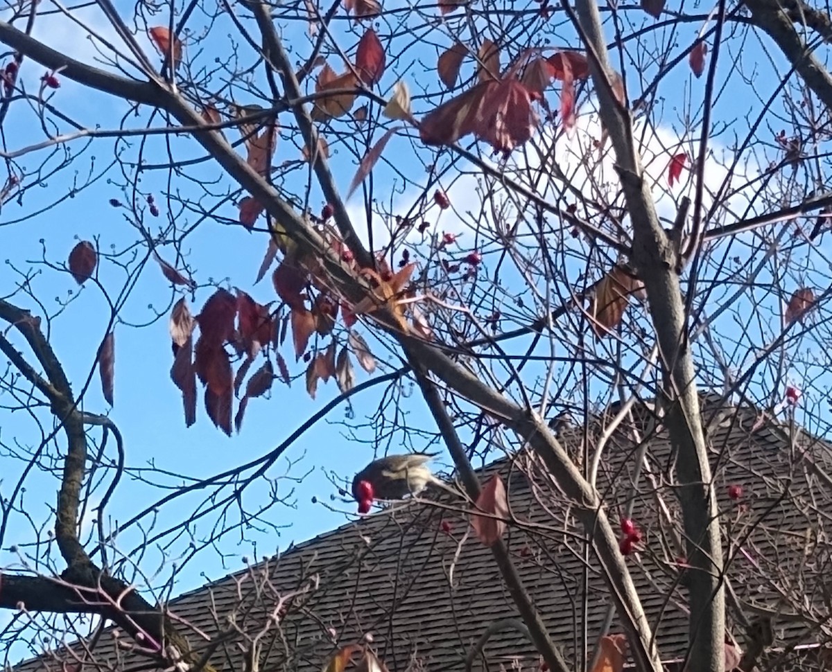 Yellow-rumped Warbler - ML645728600