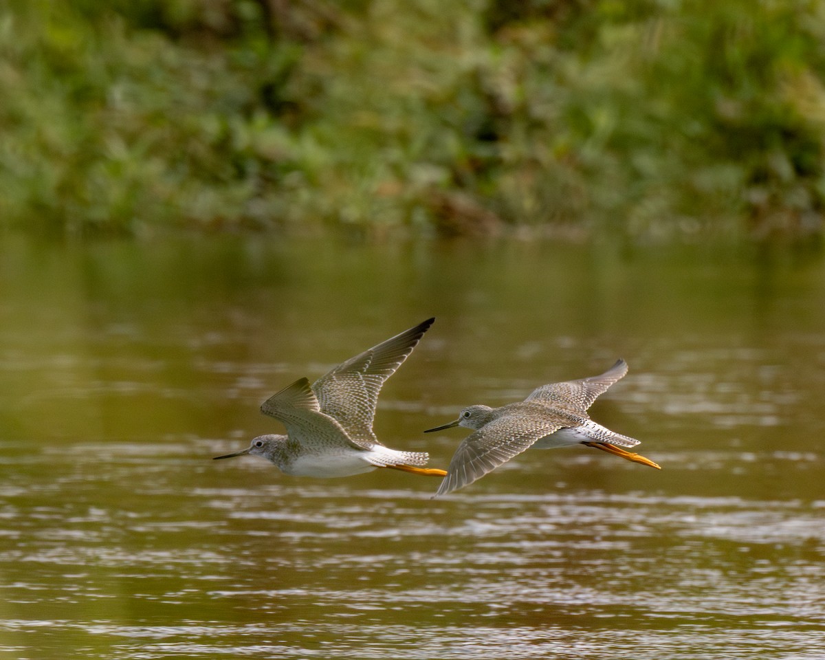 Greater Yellowlegs - ML645728618