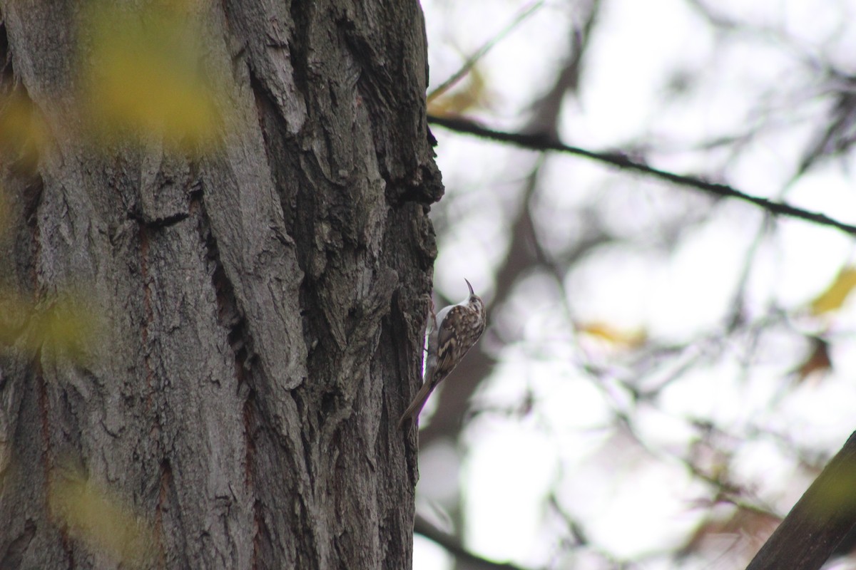 Eurasian Treecreeper - ML645728620