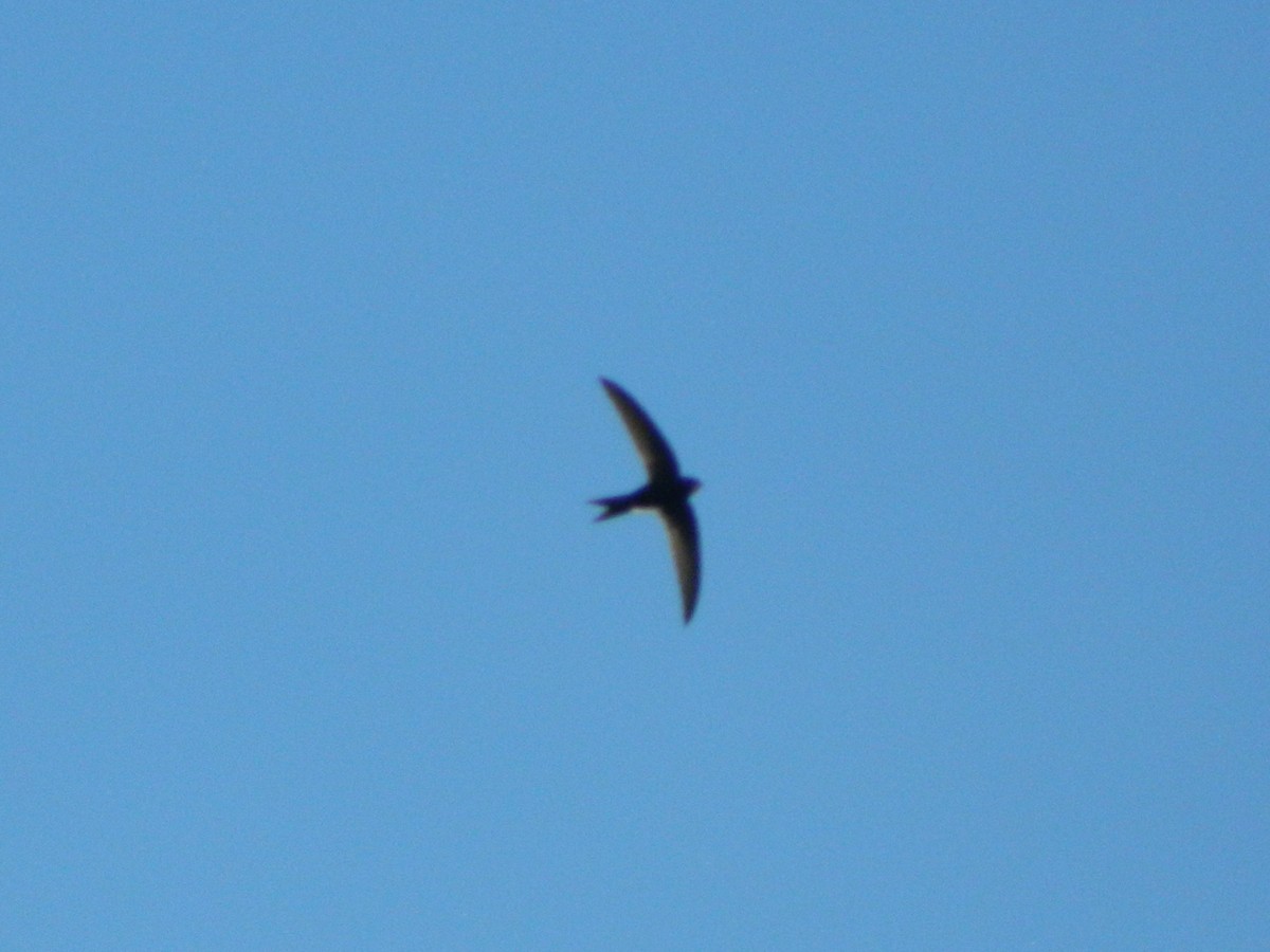Common Swift - ML645728629