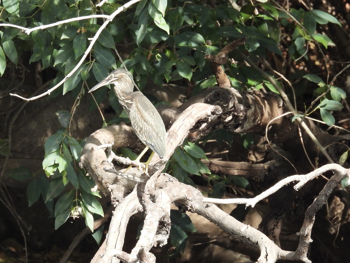 Little Heron - ML645728632