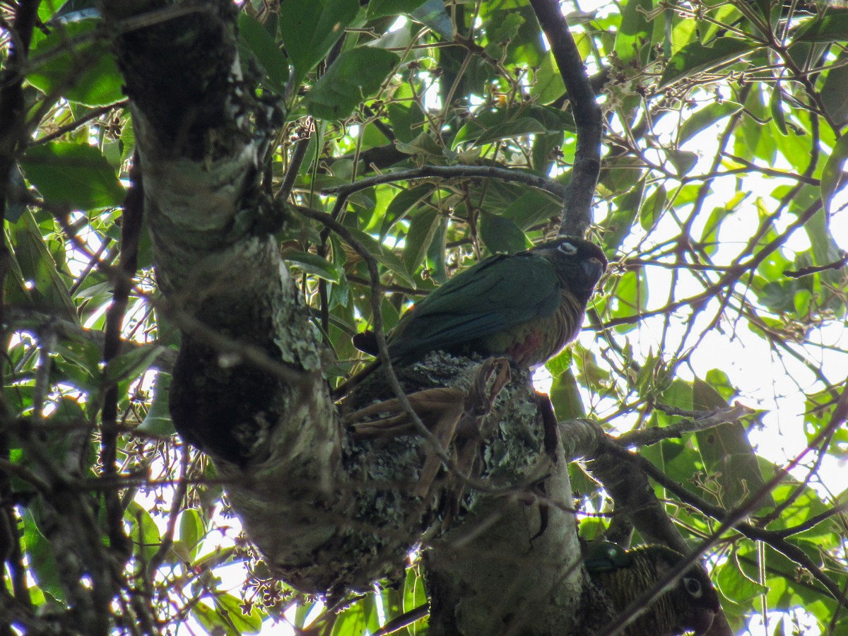 pyrura hnědouchý - ML645728644