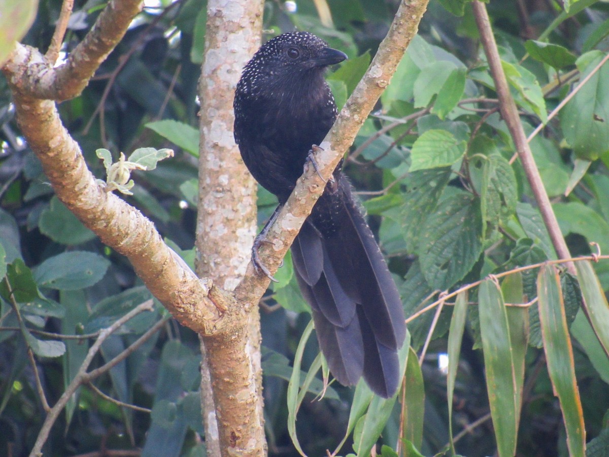 Large-tailed Antshrike - ML645728649