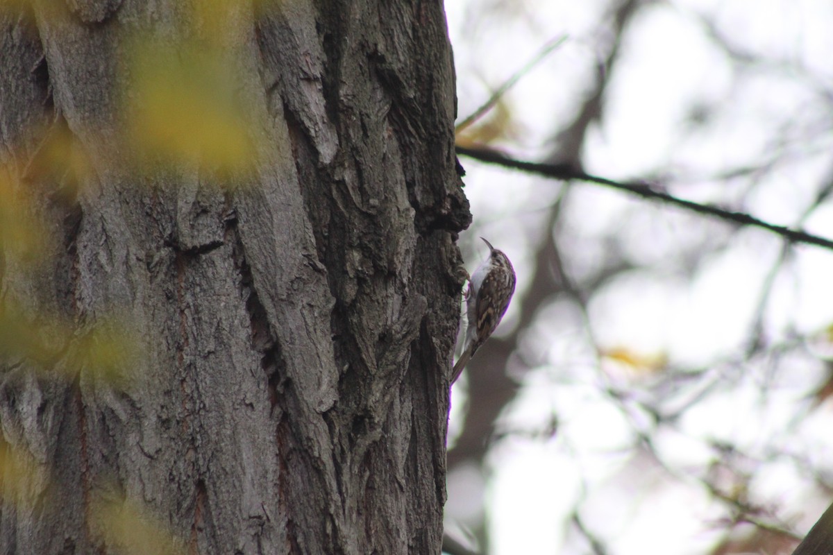 Eurasian Treecreeper - ML645728652