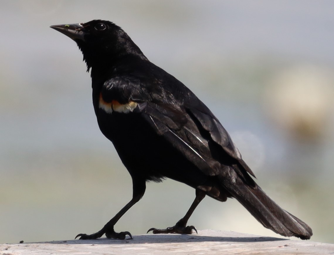 Red-winged Blackbird - ML645728664