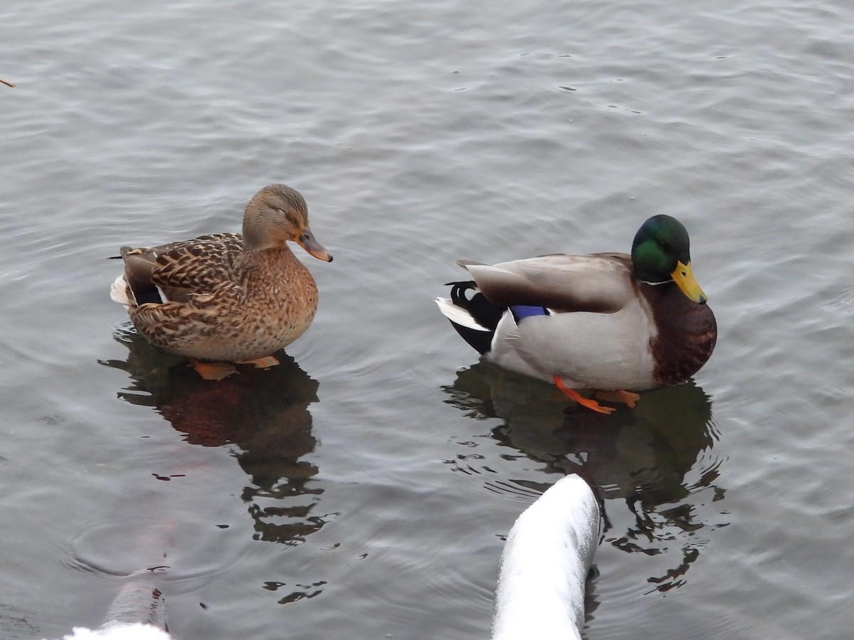 Mallard - ML645728667