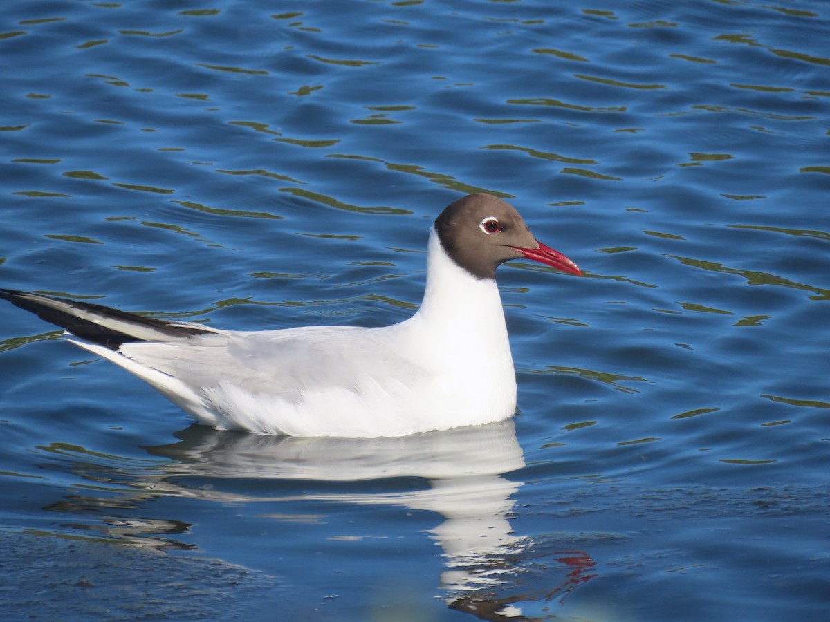 Black-headed Gull - ML645728668