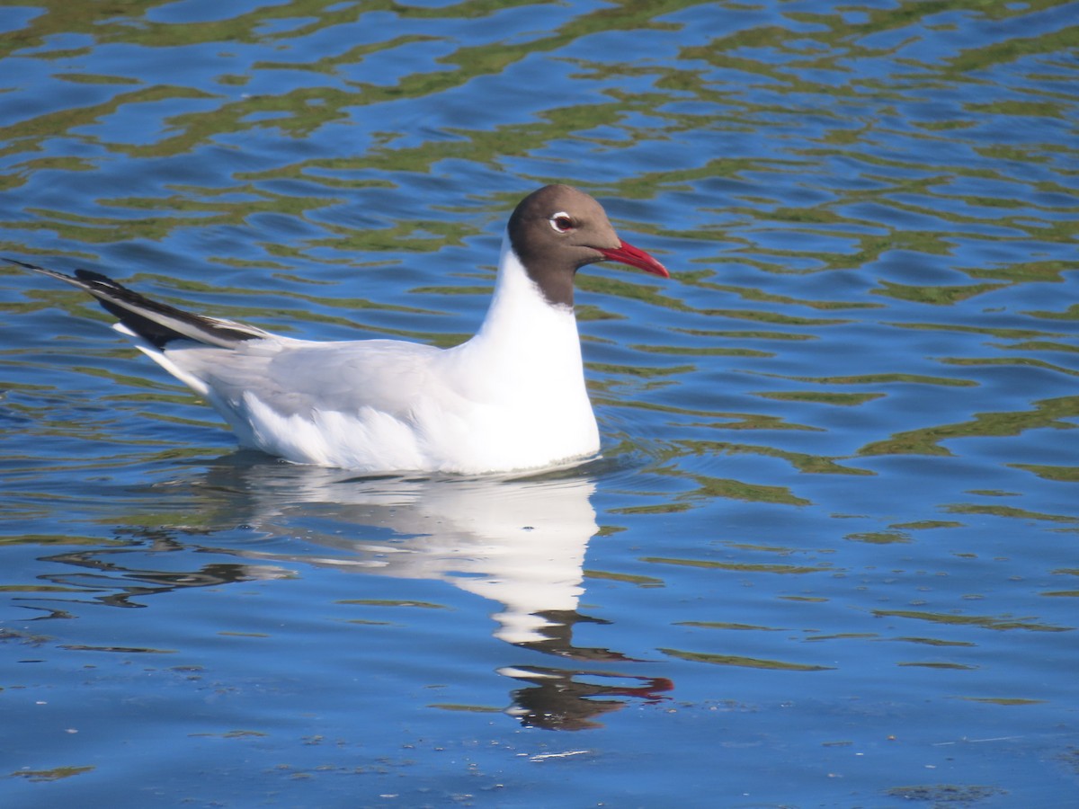 Black-headed Gull - ML645728669