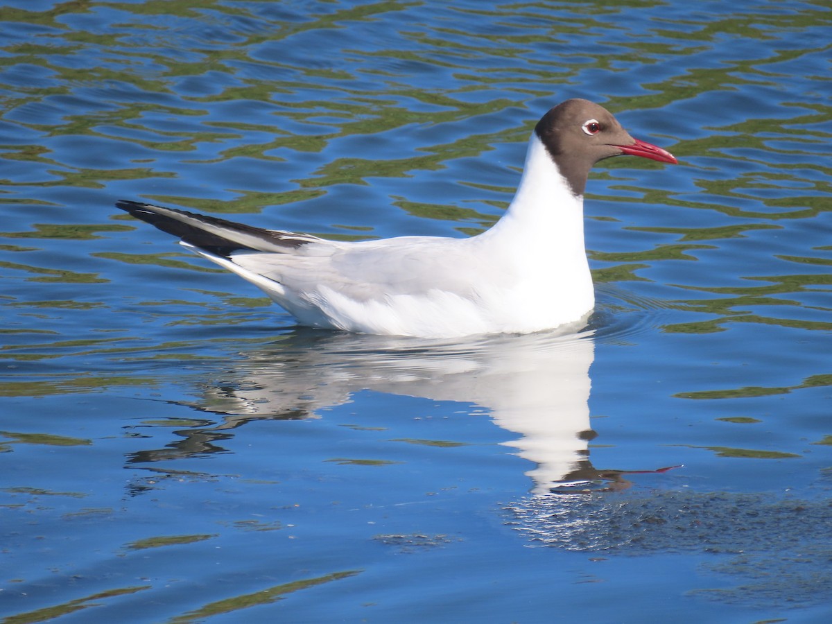 Black-headed Gull - ML645728670