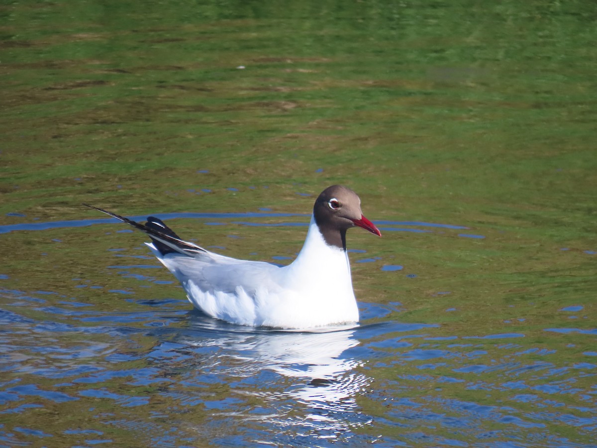 Black-headed Gull - ML645728671