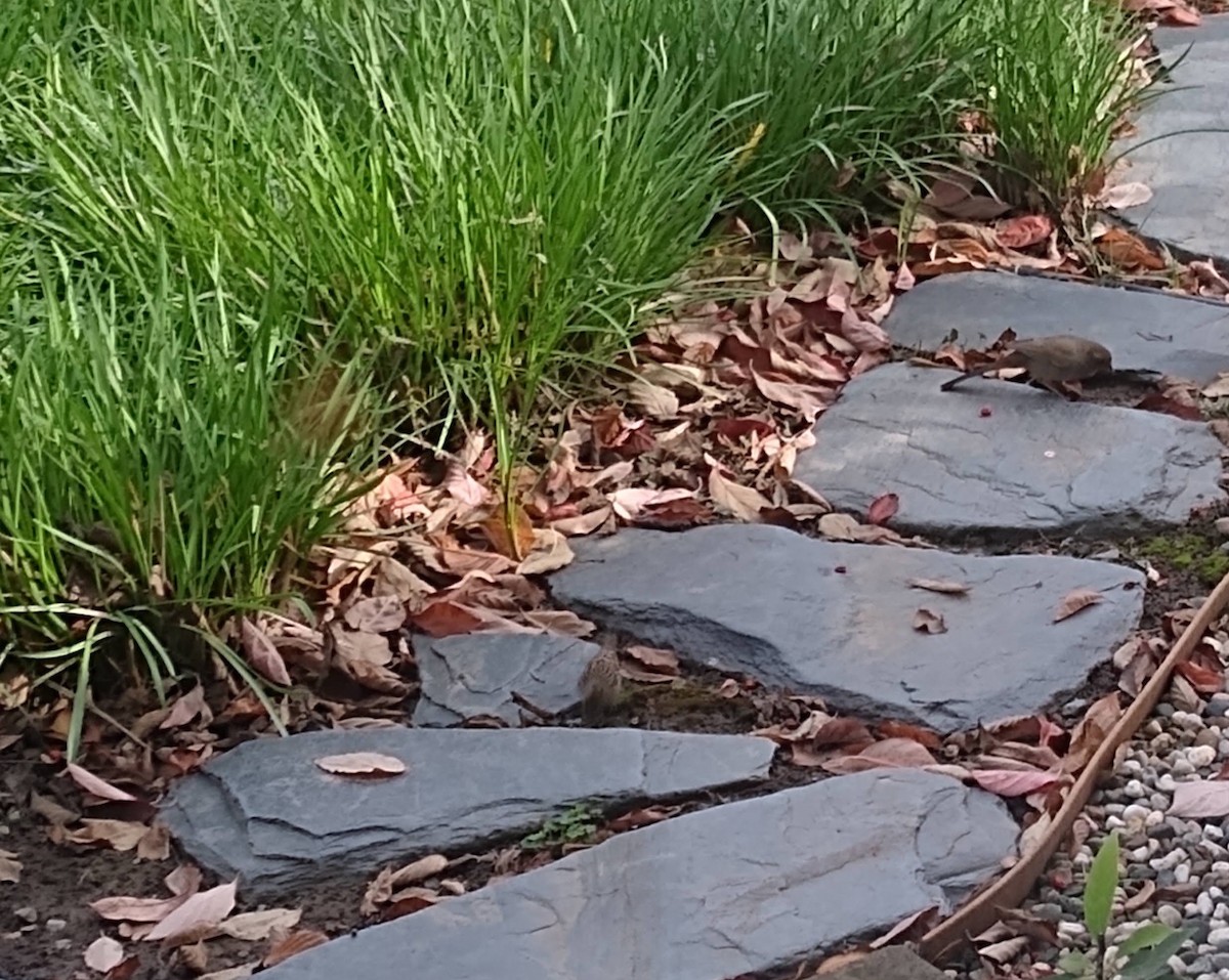 California Towhee - ML645728676
