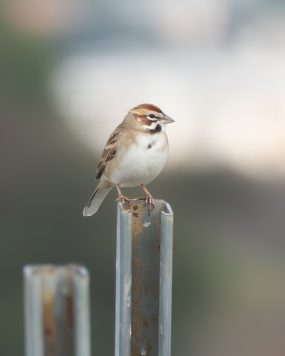 Lark Sparrow - ML645728677
