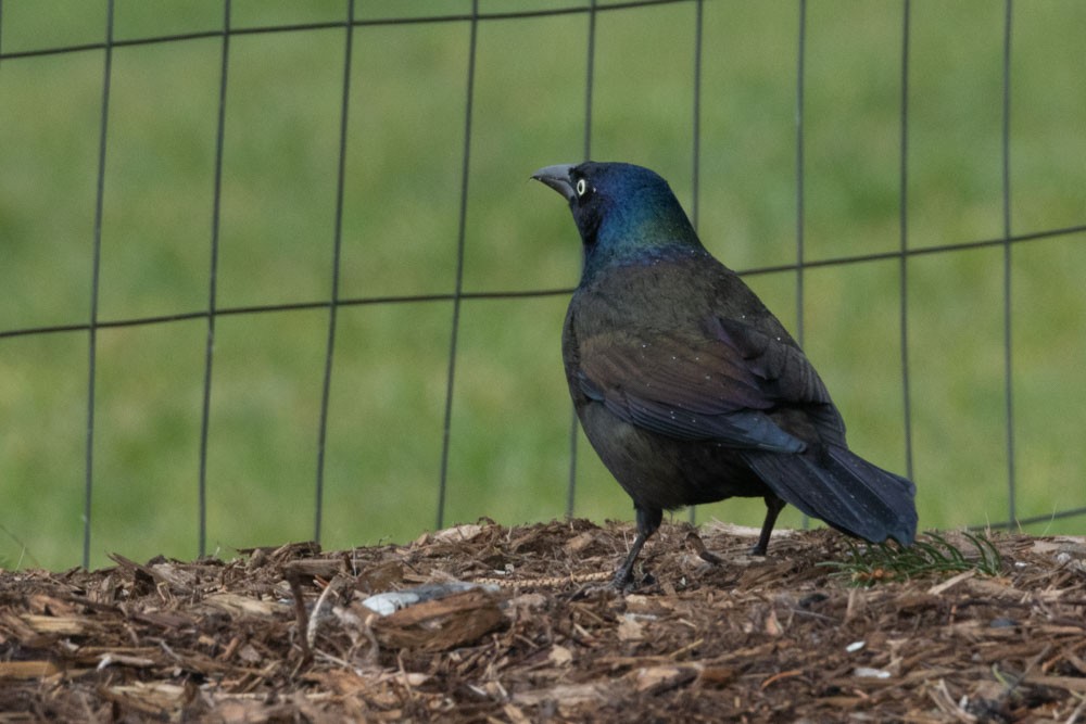Common Grackle (Bronzed) - ML645728684