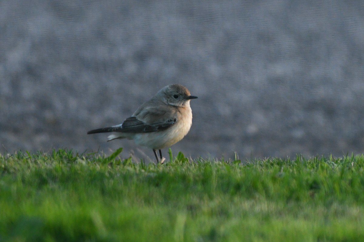 Цөлийн чогчиго - ML645728688