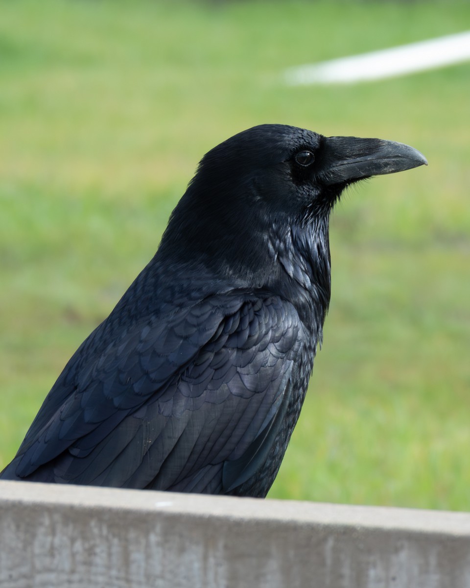 עורב שחור - ML645728695