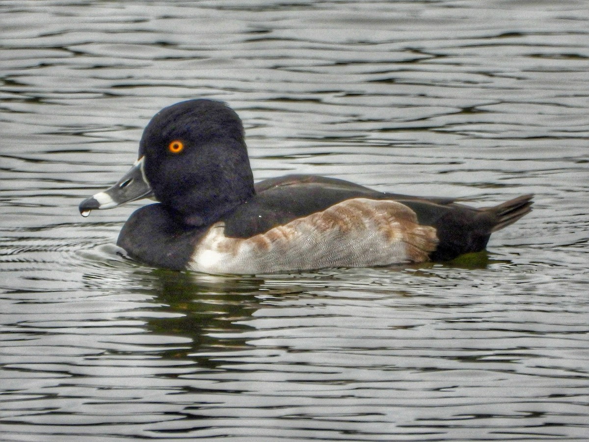 Ring-necked Duck - ML645728710