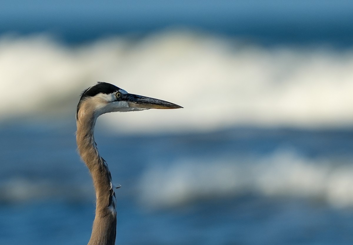 Grand Héron - ML645728715