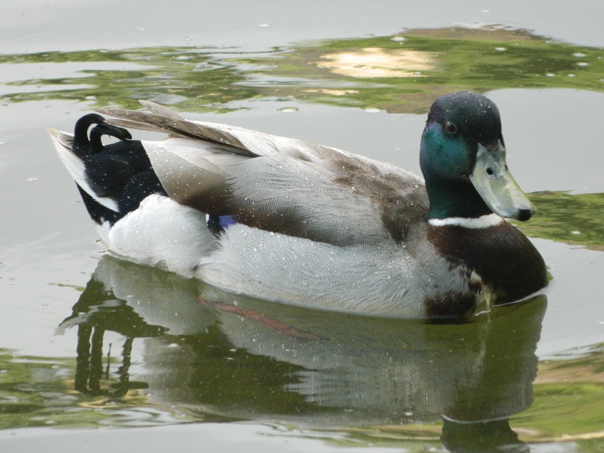 Canard colvert - ML645728721