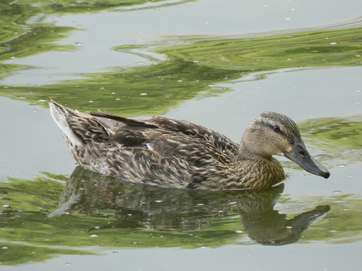 Canard colvert - ML645728722