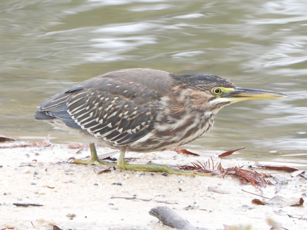 Green Heron - ML645728723