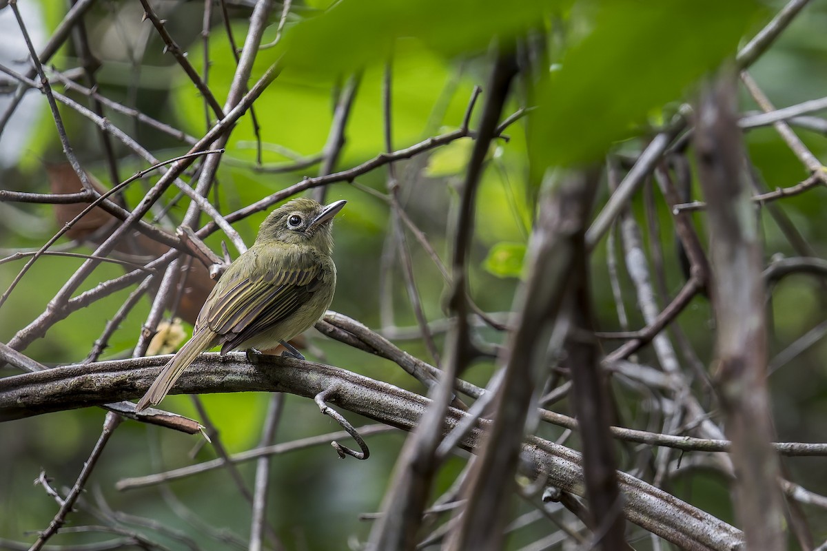 Tyranneau olivâtre - ML645728726