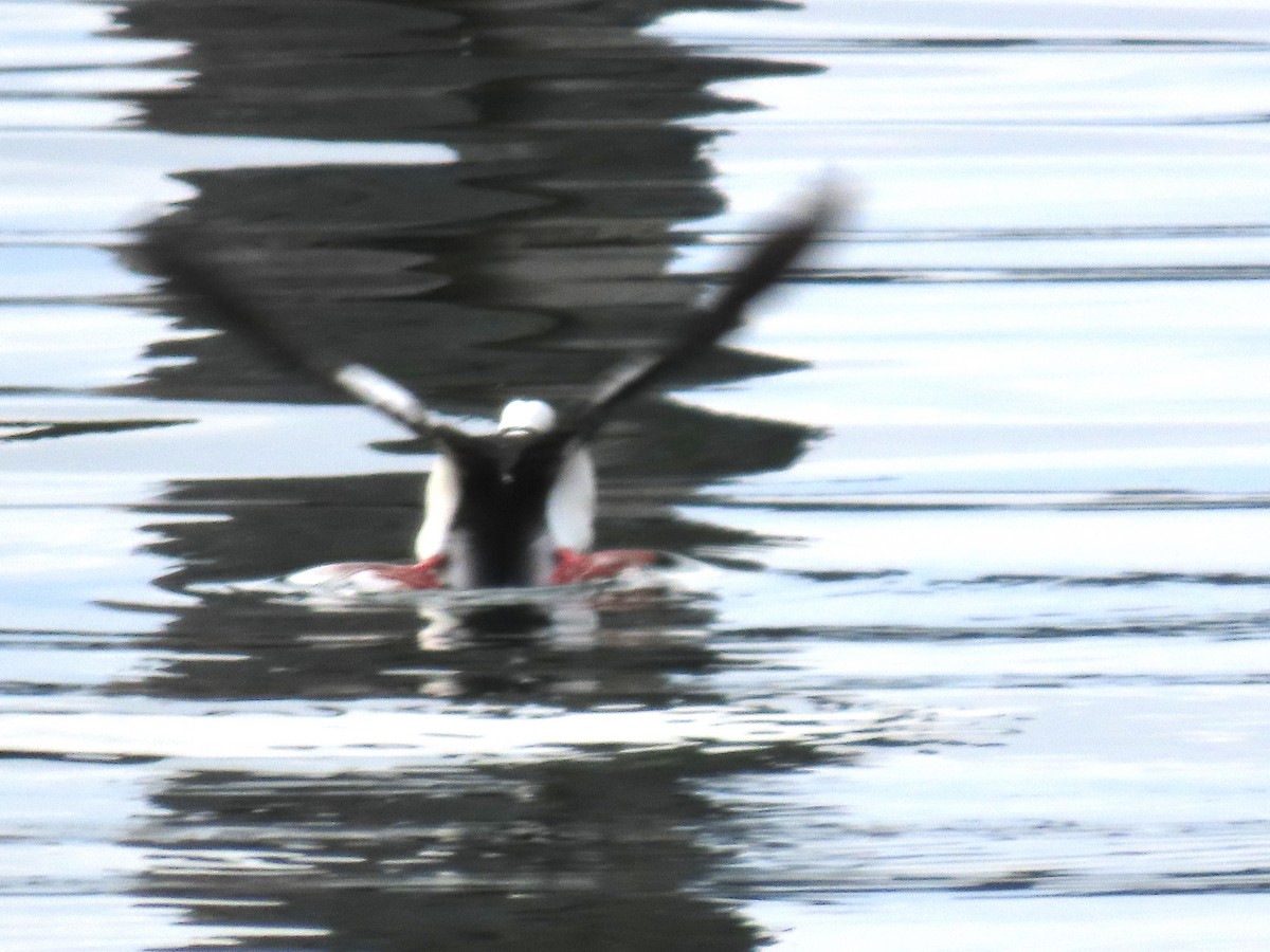 Murgilari buruzuria - ML645728727