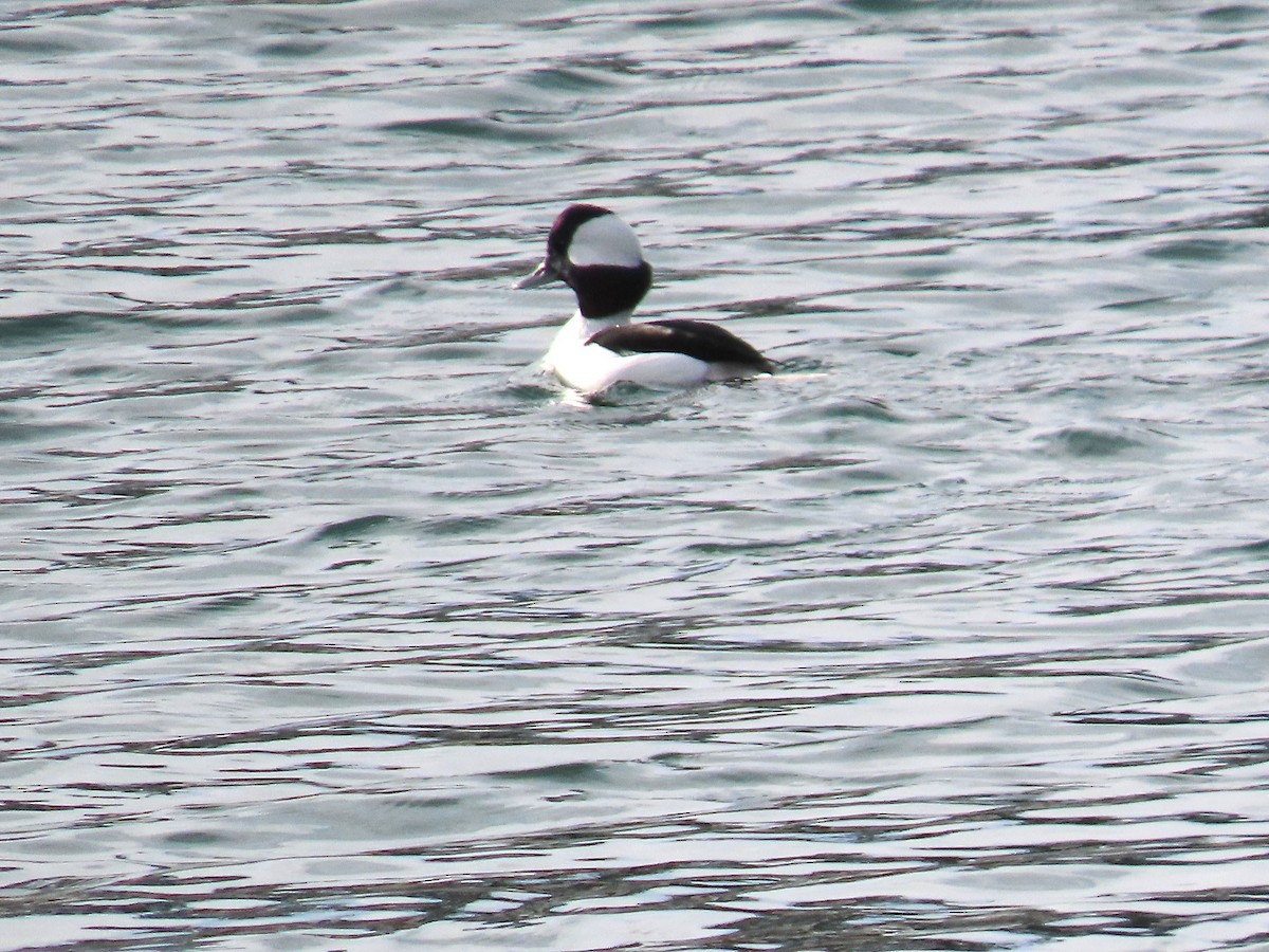 Murgilari buruzuria - ML645728728