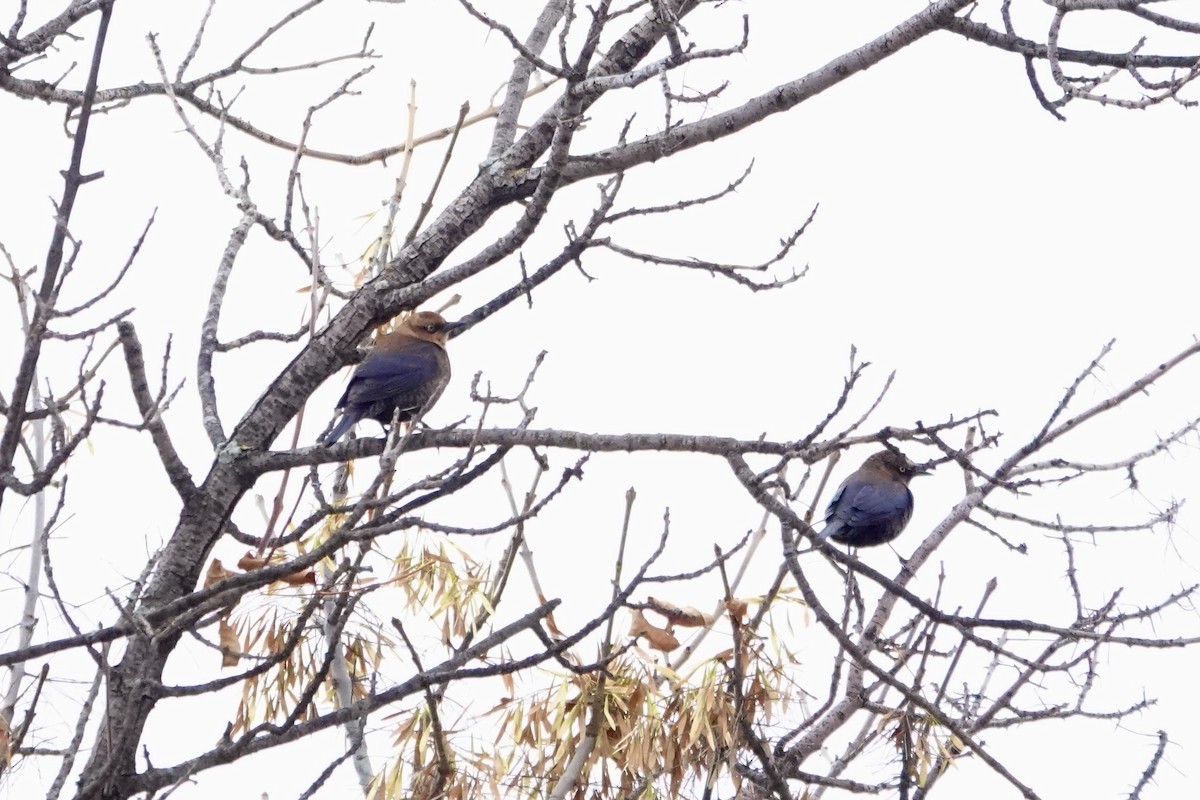 Quiscale rouilleux - ML645728730