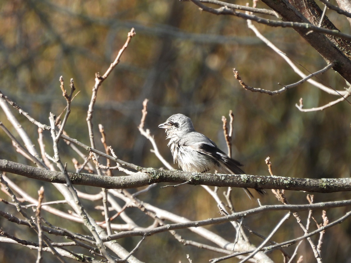 Pie-grièche boréale - ML645728731