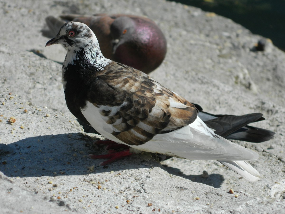 Pigeon biset (forme domestique) - ML645728732