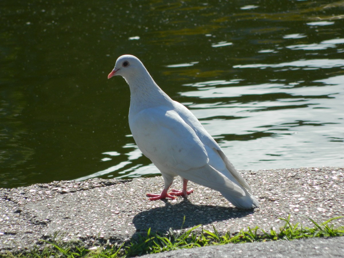 Pigeon biset (forme domestique) - ML645728733