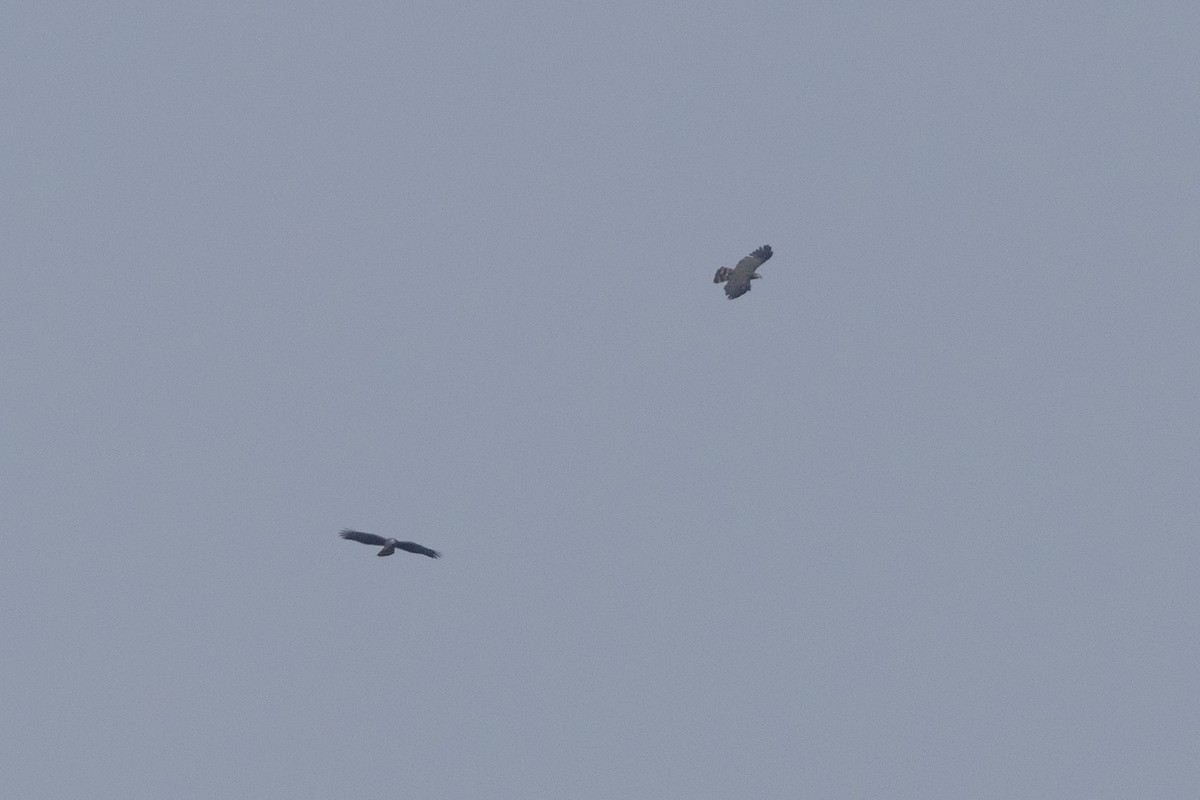 Bec-en-croc de Temminck - ML645728734