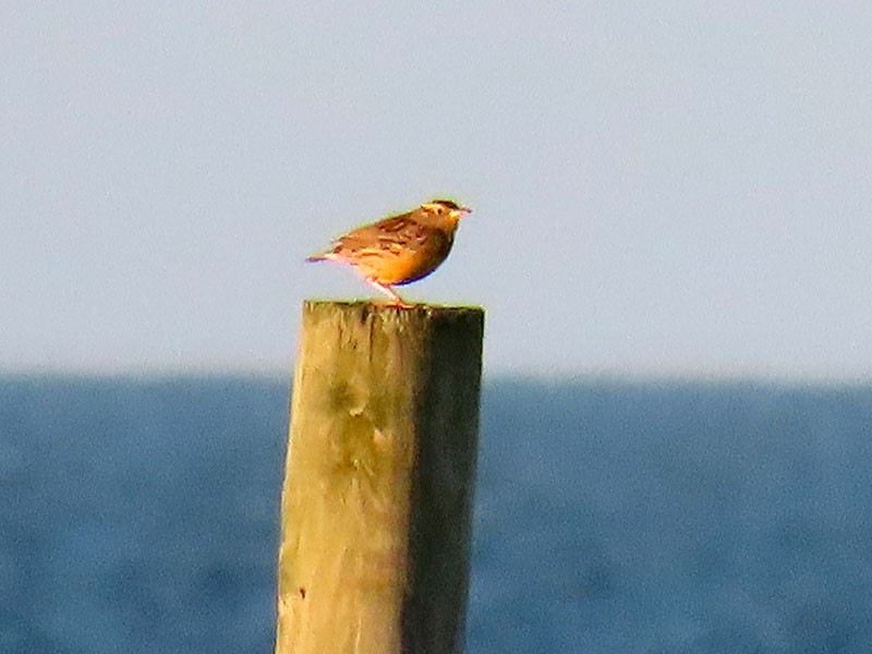 Sturnelle des prés - ML645728737